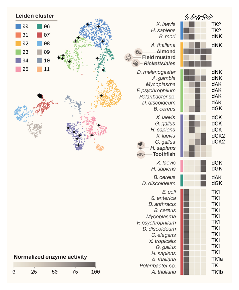 UMAP highlighting the proteins from the literature and the five proteins we analyzed. We see instances where activity aligns well with clustering, like the TKs in cluster 7, and instances where activity doesn’t align well with clustering.