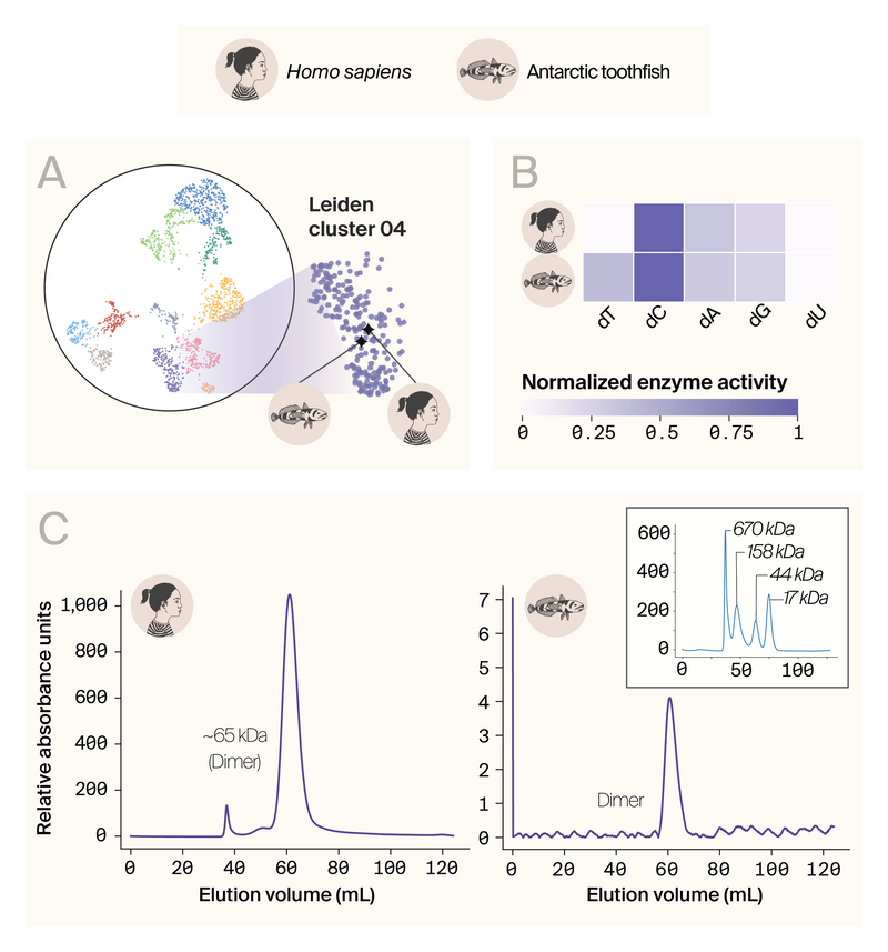 Protein purification and activity data for the proteins in cluster 4. (A) shows the UMAP with the selected proteins highlighted. (B) is a heatmap with the enzymatic activity of the human and antarctic toothfish proteins showing that they both have the highest activity on dC. (C) contains size exclusion chromatography results for each protein demonstrating that they each exist as a dimer.