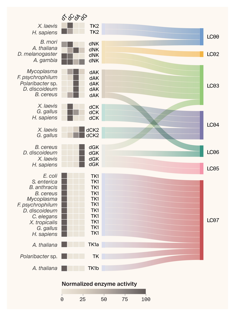 Sankey diagram showing the relationship between enzymatic activity, annotation, and ProteinCartography cluster for the proteins from the literature. In general, enzymatic activity appears to align well with the clusters.