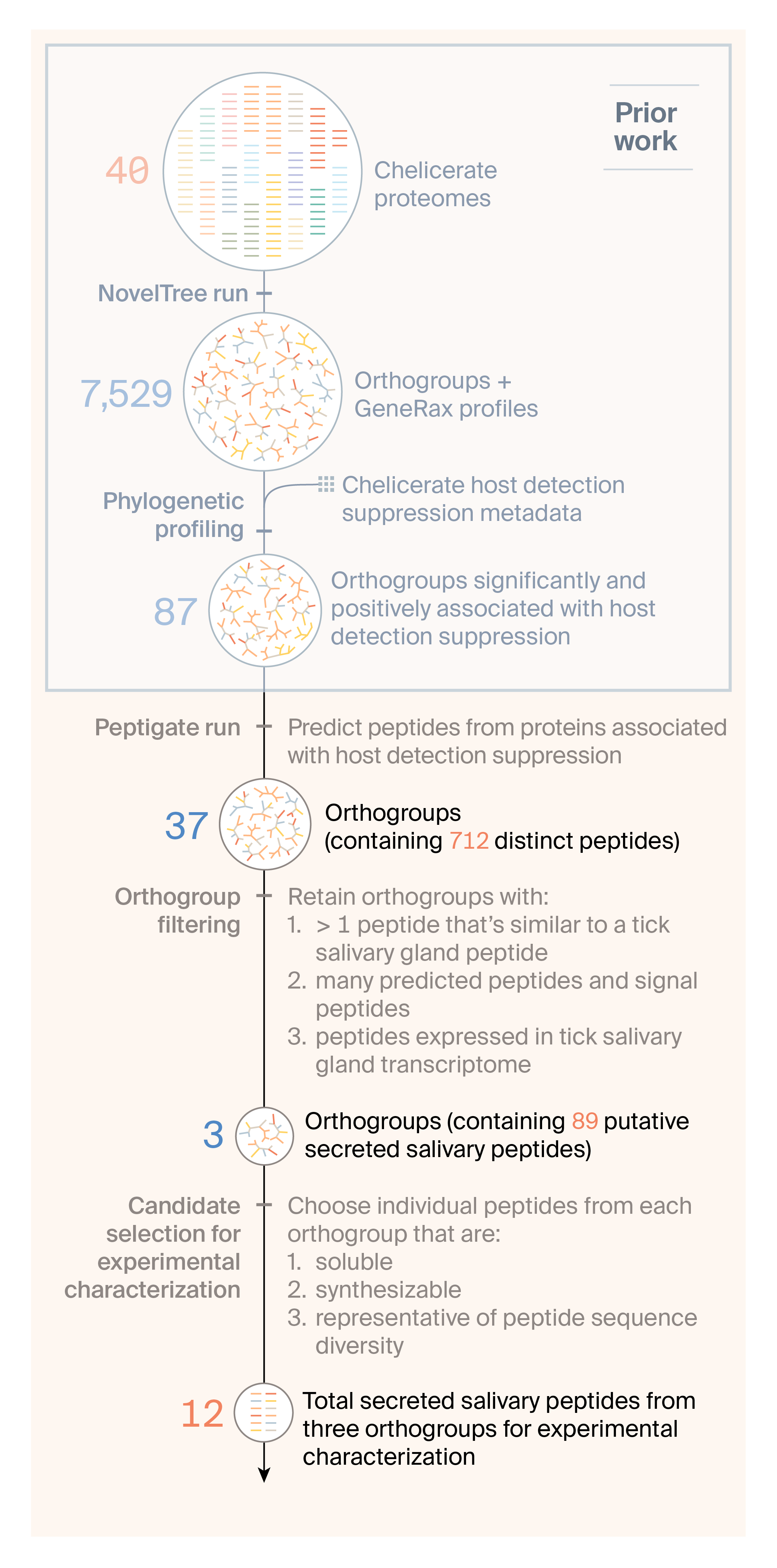 Description of the workflow and filters applied to protein and peptide sequences to show how we went from thousands of proteins to 12 peptides for follow-up.