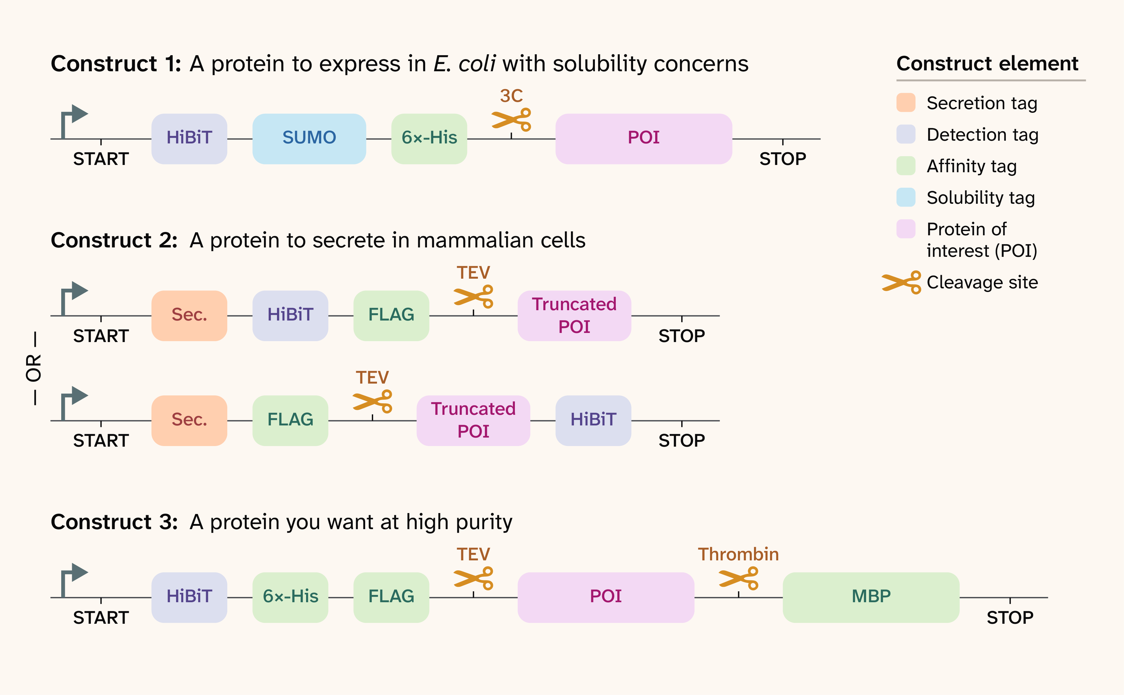 Expressing proteins for purification: A guide on how to succeed or fail ...