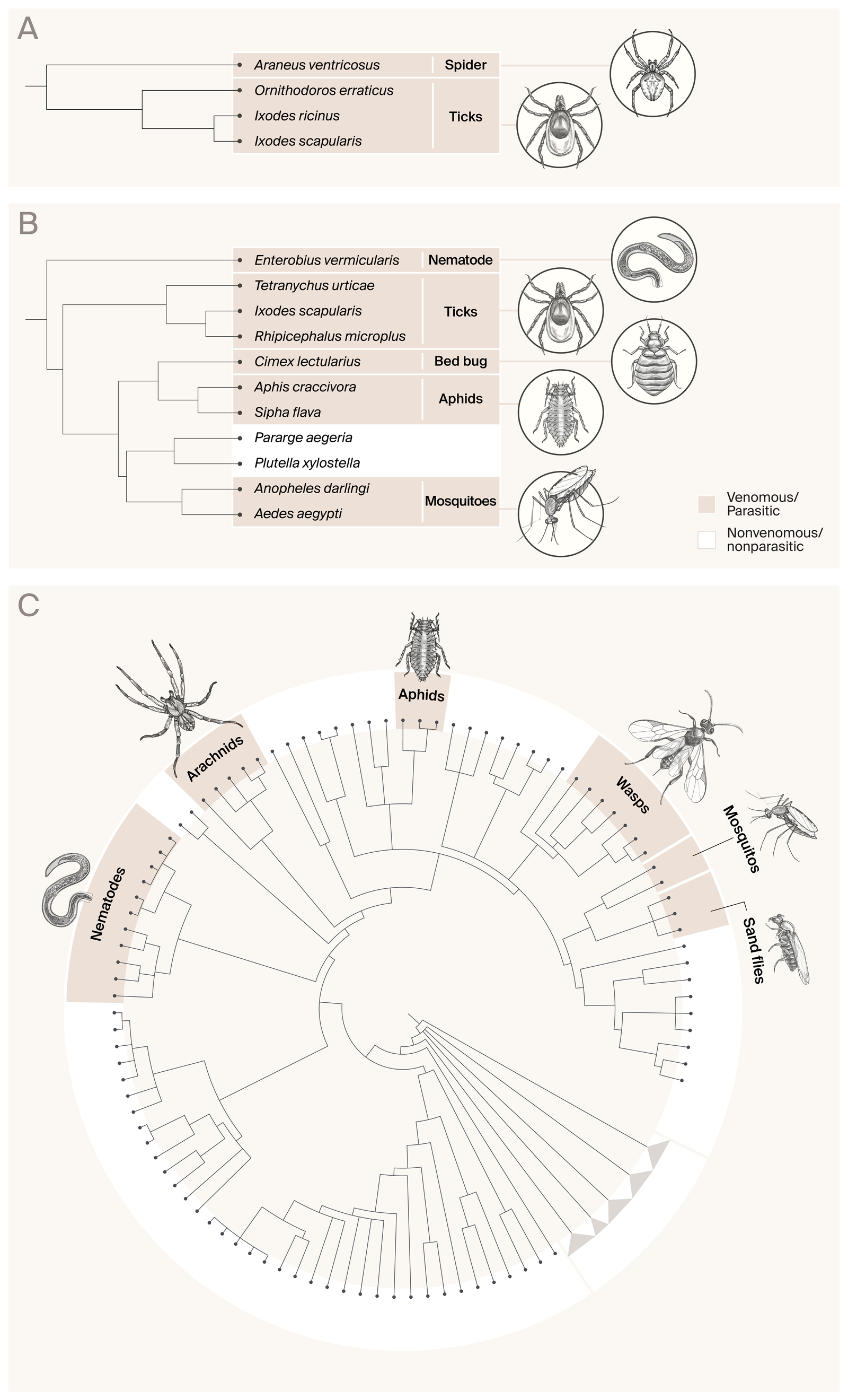 Tick Prottein Identification of capsid-like proteins in venomous and parasitic ...